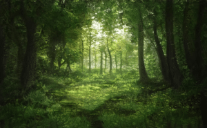 forest