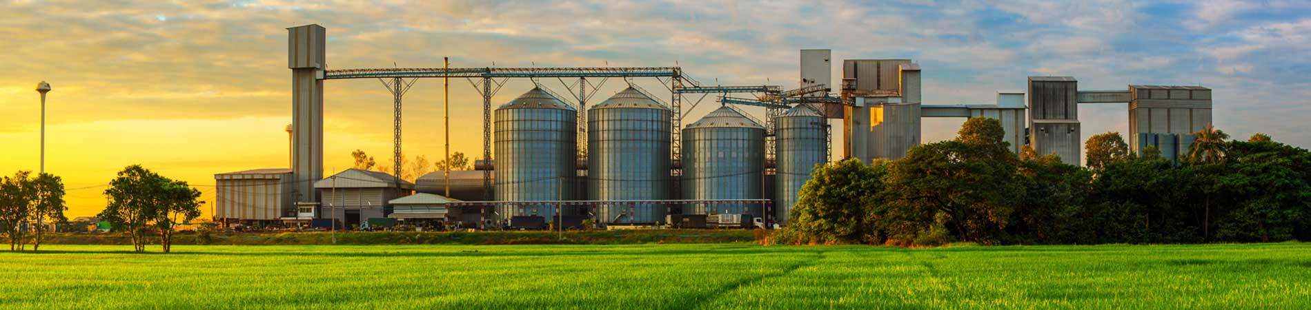 Grain drying silos